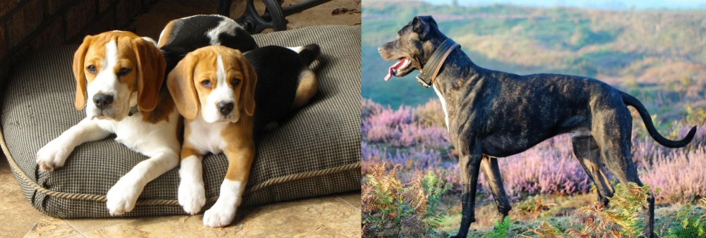 Alaunt vs Beagle - Breed Comparison
