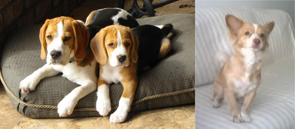Alopekis vs Beagle - Breed Comparison