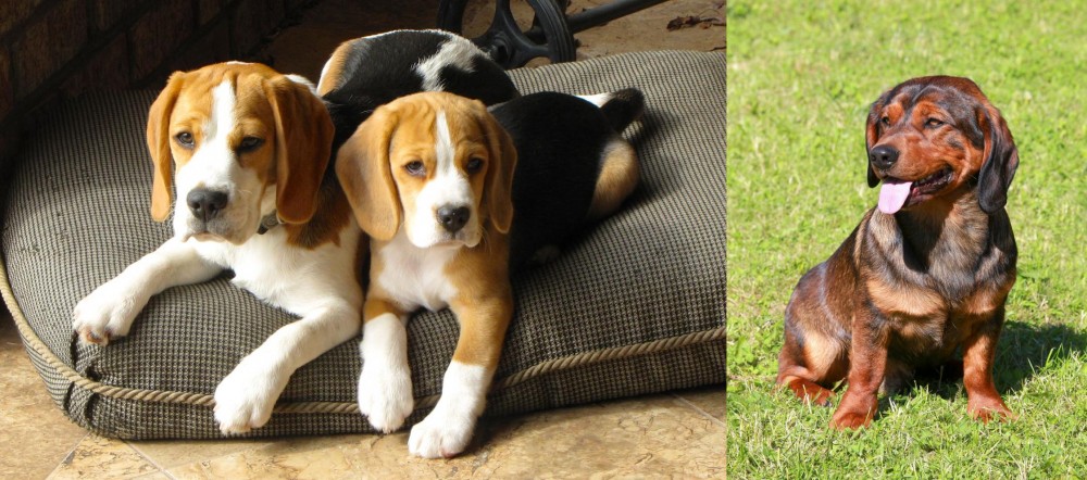 Alpine Dachsbracke vs Beagle - Breed Comparison