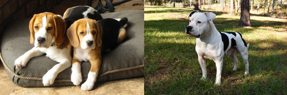 American Bulldog vs Beagle - Breed Comparison