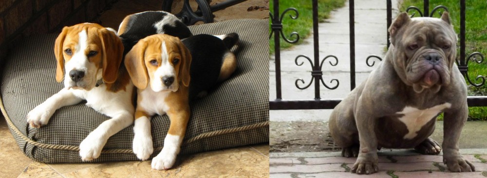 American Bully vs Beagle - Breed Comparison