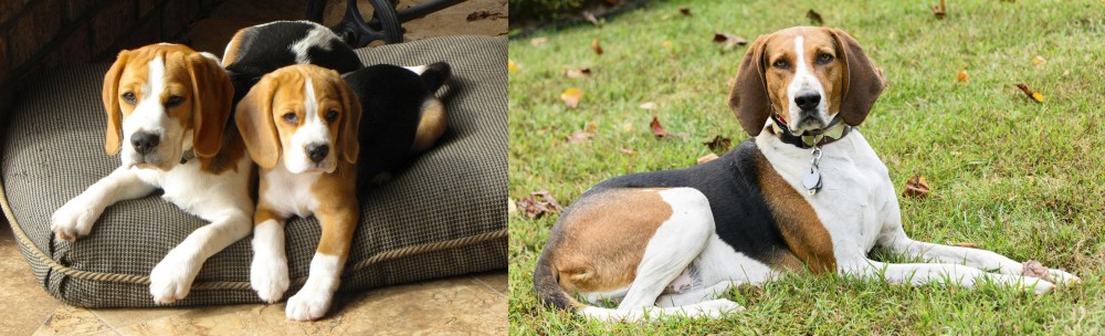 American English Coonhound vs Beagle - Breed Comparison
