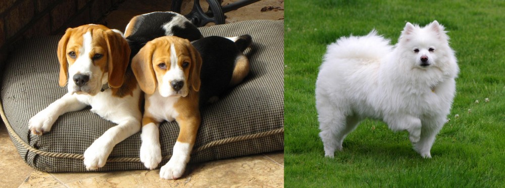 American Eskimo Dog vs Beagle - Breed Comparison