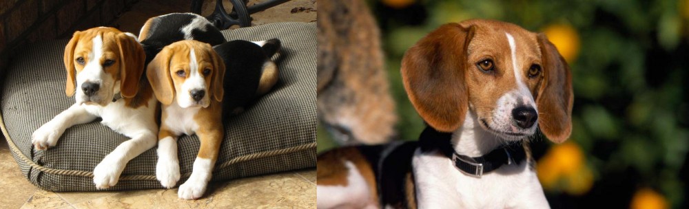 American Foxhound vs Beagle - Breed Comparison