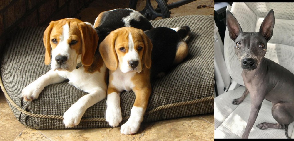 American Hairless Terrier vs Beagle - Breed Comparison