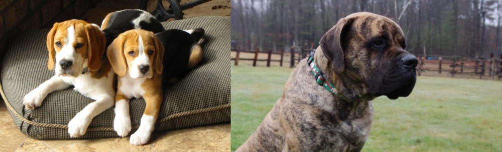 American Mastiff vs Beagle - Breed Comparison