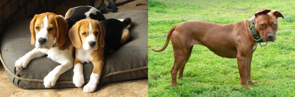American Pit Bull Terrier vs Beagle - Breed Comparison