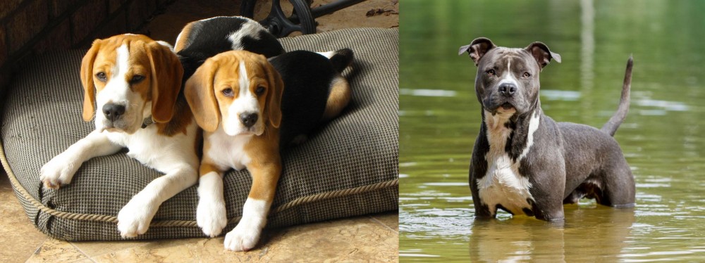 American Staffordshire Terrier vs Beagle - Breed Comparison