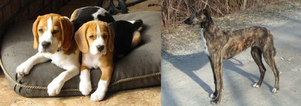 American Staghound vs Beagle - Breed Comparison