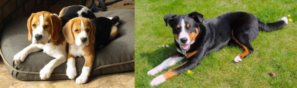 Appenzell Mountain Dog vs Beagle - Breed Comparison
