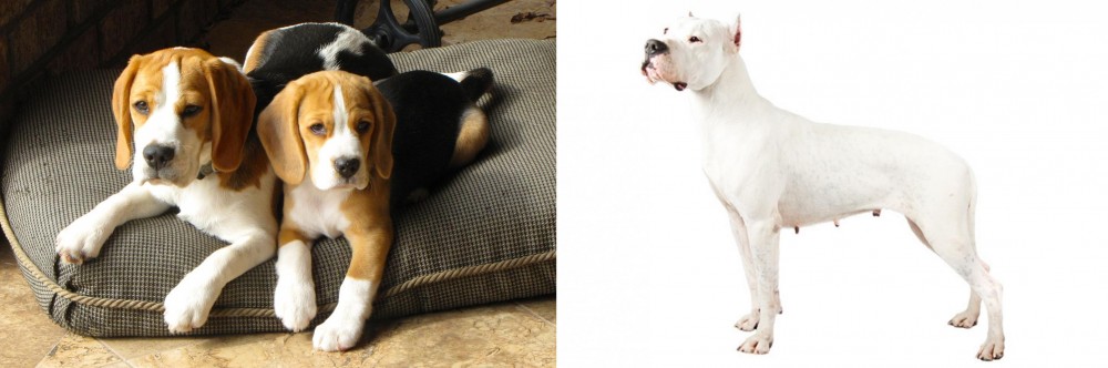 Argentine Dogo vs Beagle - Breed Comparison