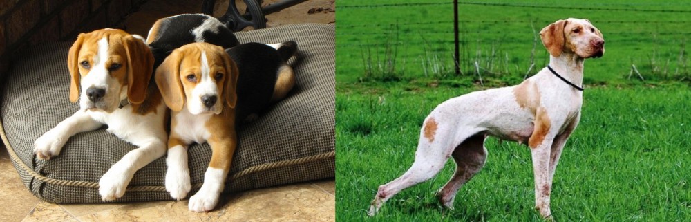 Ariege Pointer vs Beagle - Breed Comparison