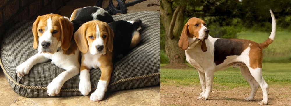 Artois Hound vs Beagle - Breed Comparison