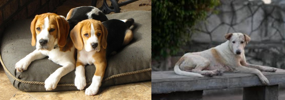 Askal vs Beagle - Breed Comparison