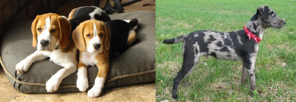 Atlas Terrier vs Beagle - Breed Comparison