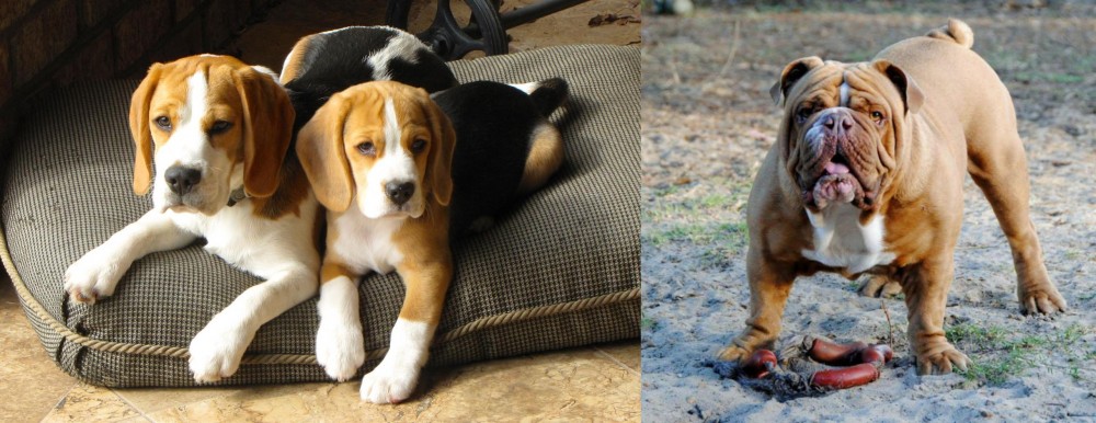 Australian Bulldog vs Beagle - Breed Comparison