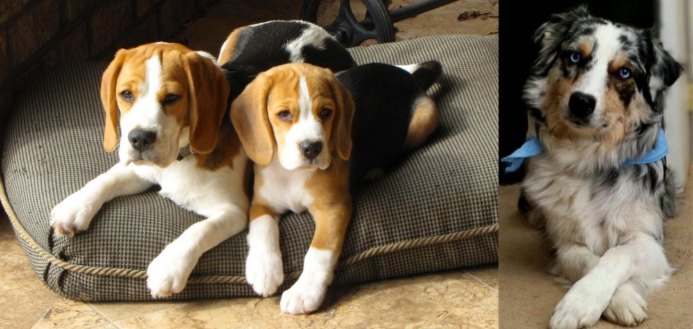 Australian Collie vs Beagle - Breed Comparison