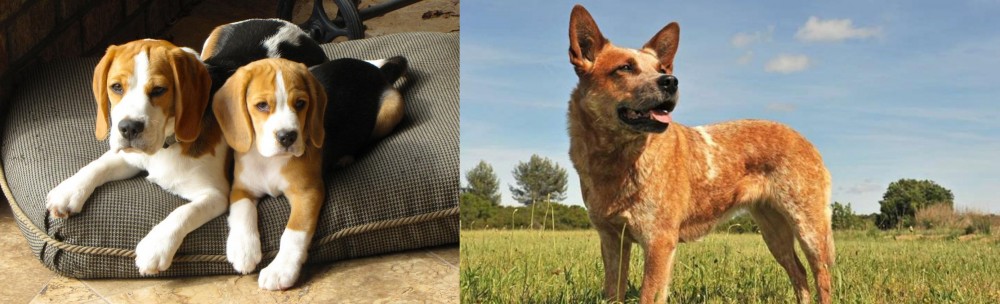 Australian Red Heeler vs Beagle - Breed Comparison