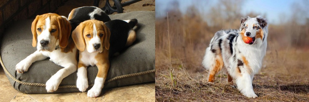 Australian Shepherd vs Beagle - Breed Comparison