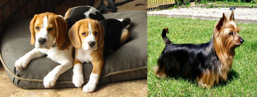 Australian Silky Terrier vs Beagle - Breed Comparison