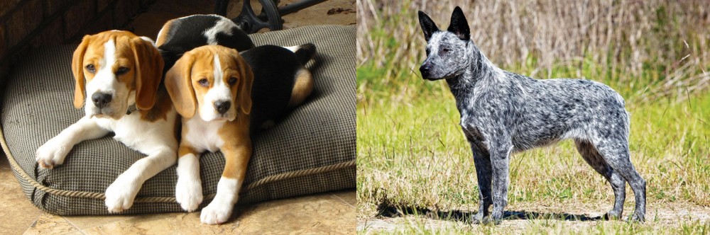 Australian Stumpy Tail Cattle Dog vs Beagle - Breed Comparison