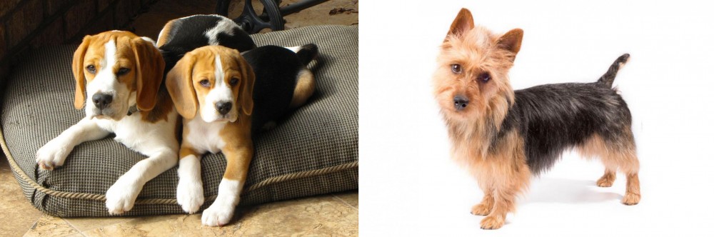 Australian Terrier vs Beagle - Breed Comparison