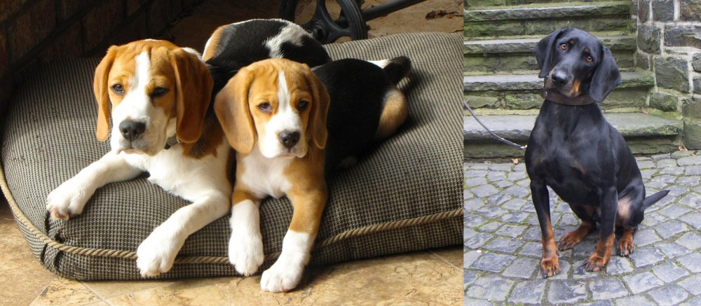 Austrian Black and Tan Hound vs Beagle - Breed Comparison