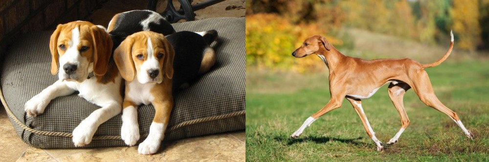 Azawakh vs Beagle - Breed Comparison