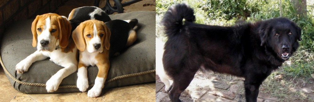 Bakharwal Dog vs Beagle - Breed Comparison
