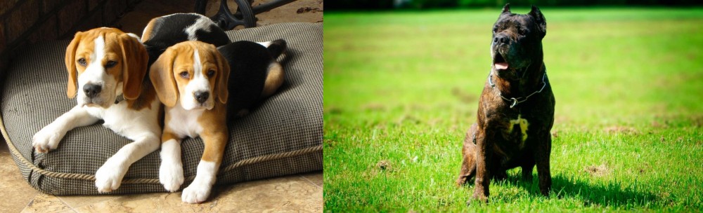 Bandog vs Beagle - Breed Comparison