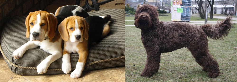Barbet vs Beagle - Breed Comparison