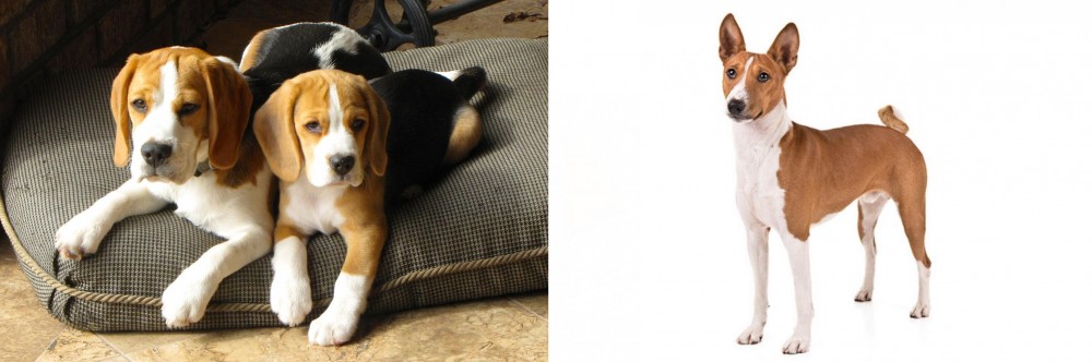 Basenji vs Beagle - Breed Comparison