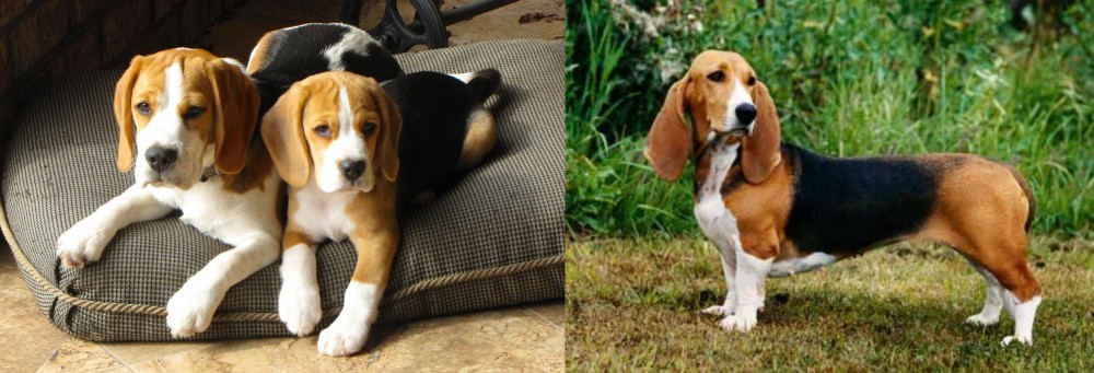 Basset Artesien Normand vs Beagle - Breed Comparison