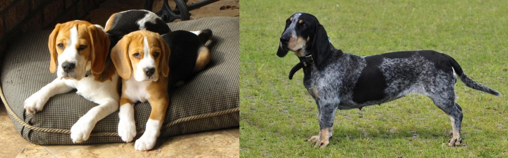 Basset Bleu de Gascogne vs Beagle - Breed Comparison