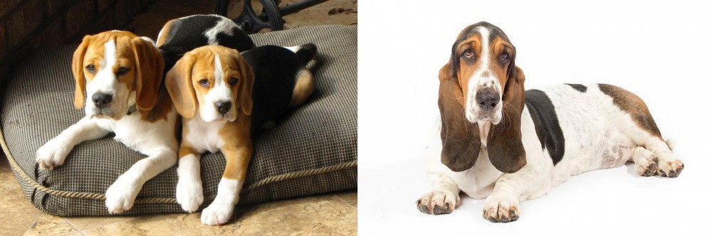 Basset Hound vs Beagle - Breed Comparison