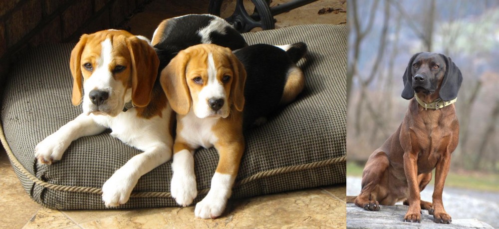 Bavarian Mountain Hound vs Beagle - Breed Comparison