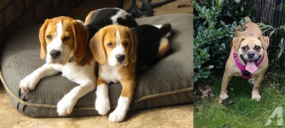 Beabull vs Beagle - Breed Comparison