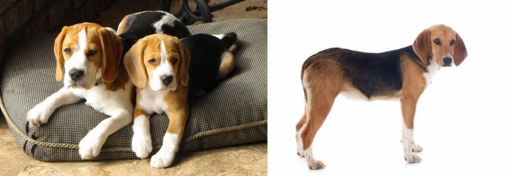 Beagle-Harrier vs Beagle - Breed Comparison