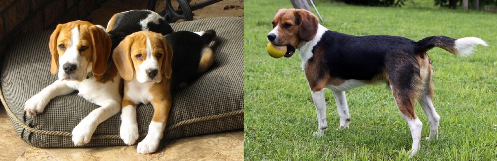Beaglier vs Beagle - Breed Comparison