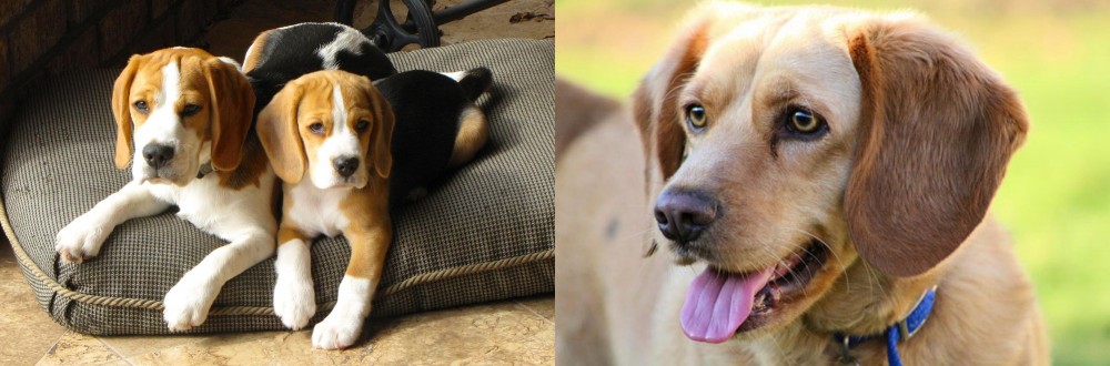Beago vs Beagle - Breed Comparison