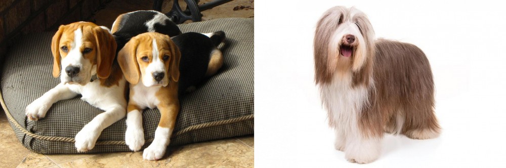 Bearded Collie vs Beagle - Breed Comparison