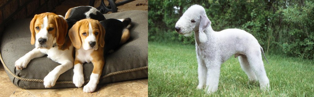 Bedlington Terrier vs Beagle - Breed Comparison