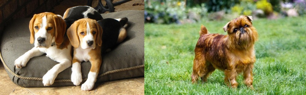 Belgian Griffon vs Beagle - Breed Comparison