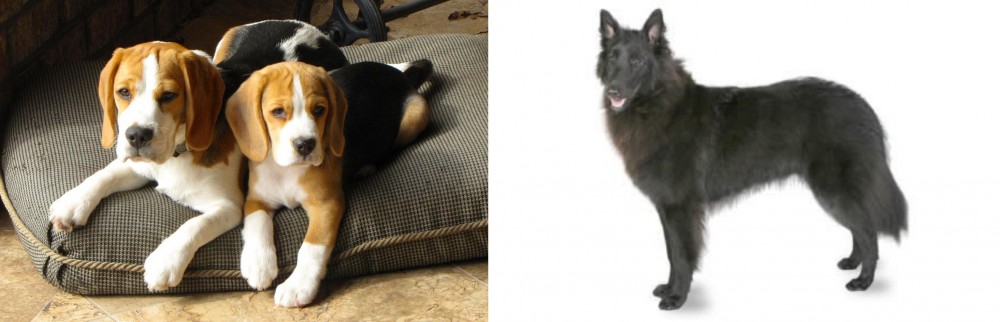 Belgian Shepherd vs Beagle - Breed Comparison