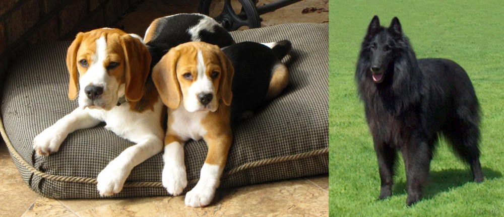 Belgian Shepherd Dog (Groenendael) vs Beagle - Breed Comparison