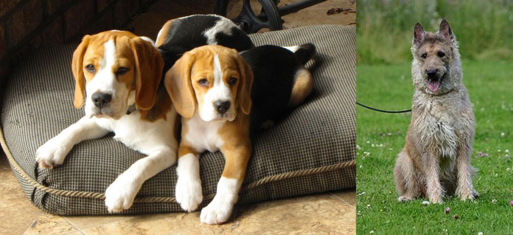 Belgian Shepherd Dog (Laekenois) vs Beagle - Breed Comparison