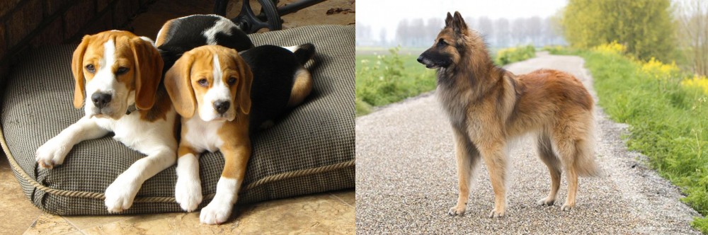 Belgian Shepherd Dog (Tervuren) vs Beagle - Breed Comparison