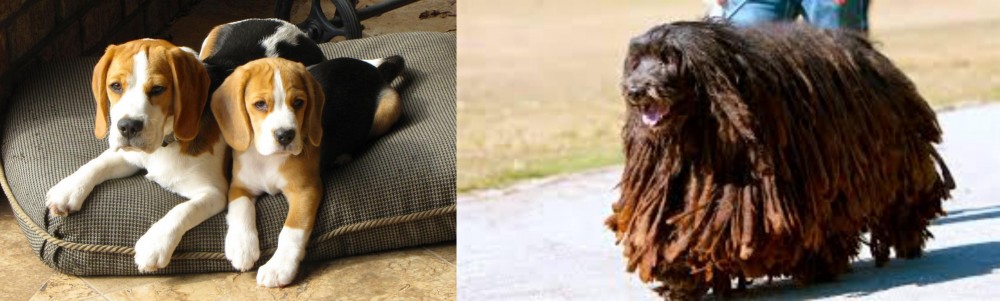 Bergamasco vs Beagle - Breed Comparison