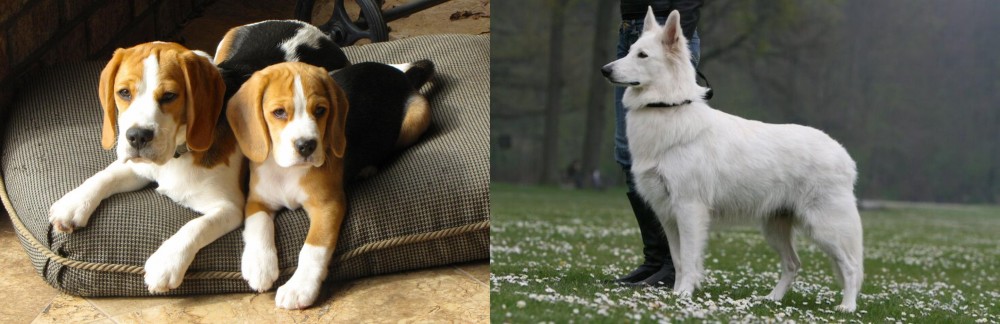 Berger Blanc Suisse vs Beagle - Breed Comparison