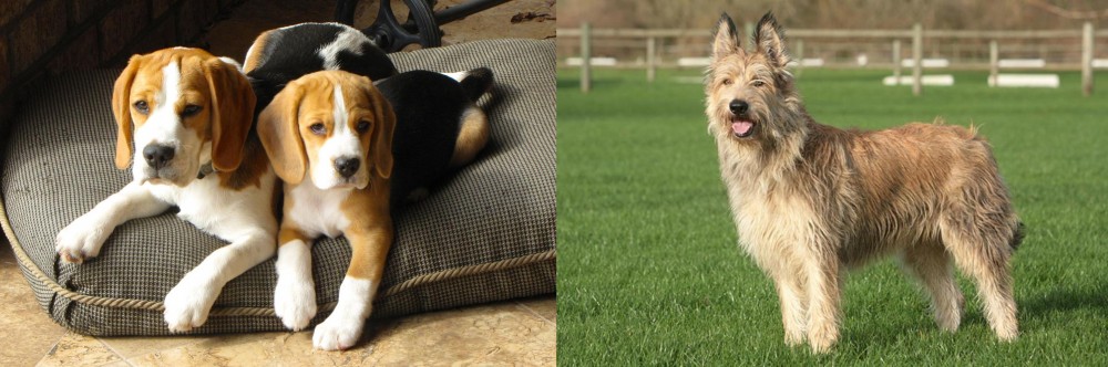 Berger Picard vs Beagle - Breed Comparison